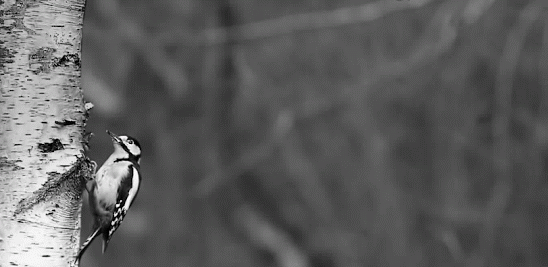 ChickadeeGif
